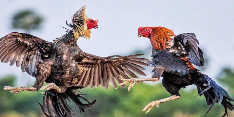 Đá Gà Thomo - Sân Chơi Hội Tụ Những Trận Đấu Đỉnh Cao